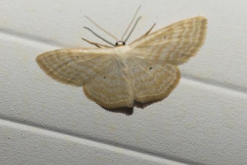 Réf. 211 485 : Scopula immutata